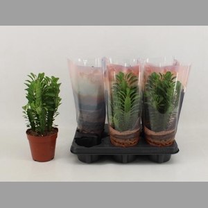 EUPHOR TRIGONA