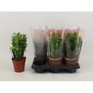 EUPHOR TRIGONA