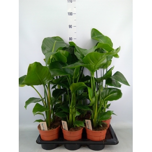 Strelitzia nicolai