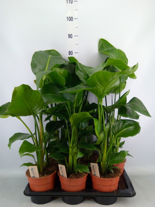 <h4>Strelitzia nicolai</h4>