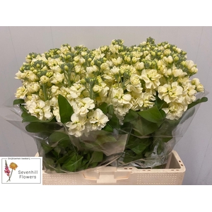 MATTH CENTUM CREAM