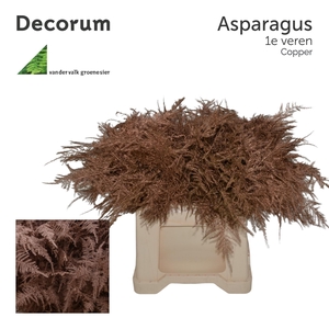 Asp 1e Veren Copper 45cm 566