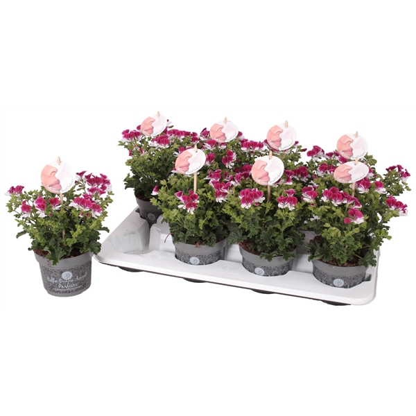 <h4>Pelg. Angel Parfum Senna 12cm</h4>