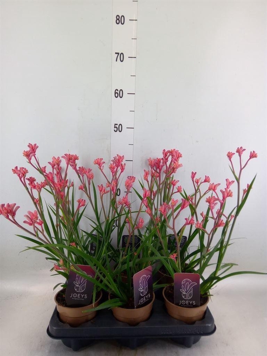 <h4>Anigozanthos   ...</h4>