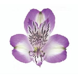 Alstr Splendor