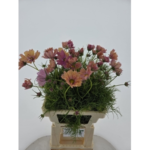 COSMOS BIPINNATUS APRICOT