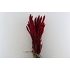 Dried Setaria X5 Red Bunch