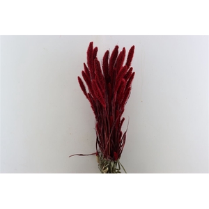 Dried Setaria X5 Red Bunch