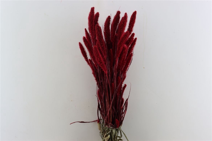 Dried Setaria X5 Red Bunch