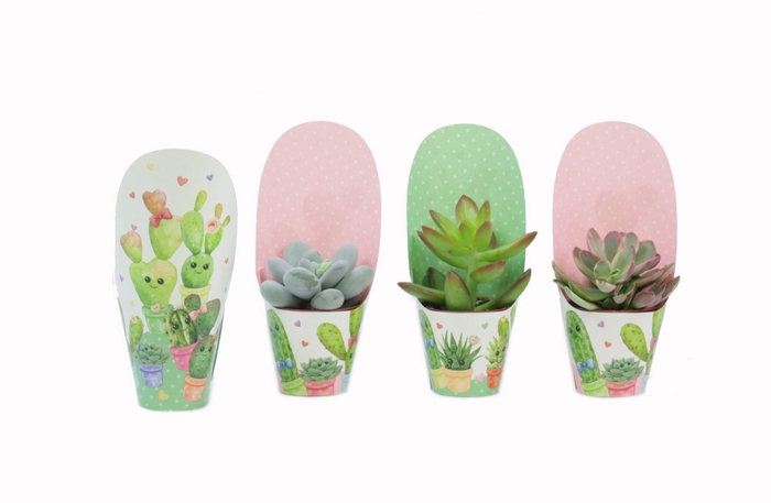<h4>Succulenten mix 5,5 cm in love potcover</h4>