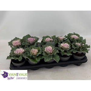 BRASSICA (SIERKOOL)