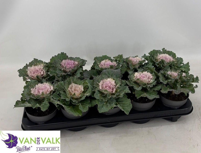 <h4>BRASSICA (SIERKOOL)</h4>