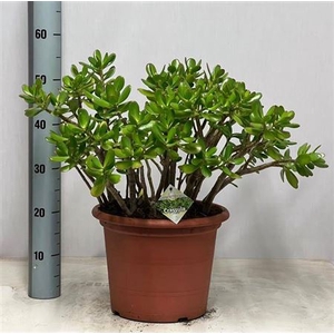 Crass Ovata