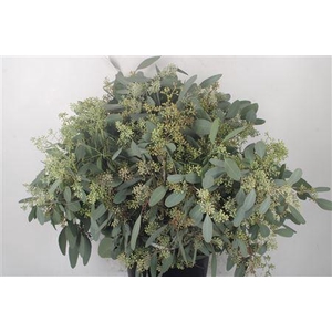 Euc Populus Berry Per Bunch 400 Gram S U P E R