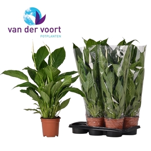 Spathiphyllum 'Vivaldi'