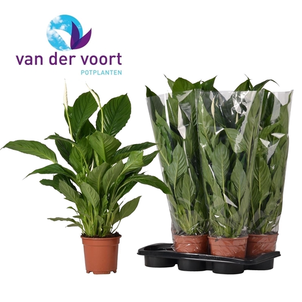 <h4>Spathiphyllum 'Vivaldi'</h4>
