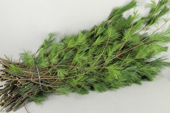 <h4>Dec Pinus Strobus Per Bos</h4>