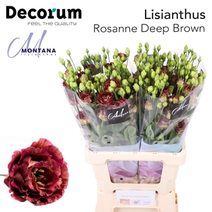 Lisianthus Rosanne deep brown 70cm