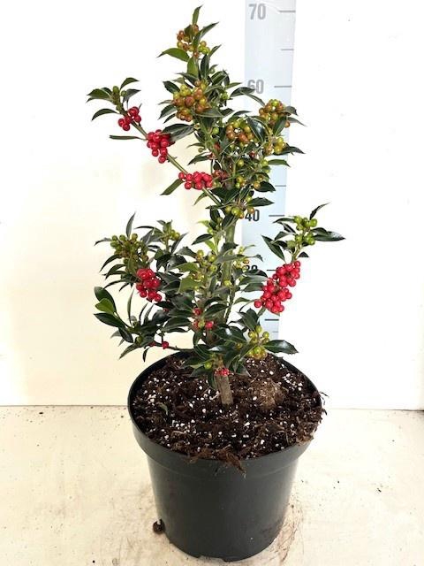 <h4>ILEX AQ ALASKA</h4>