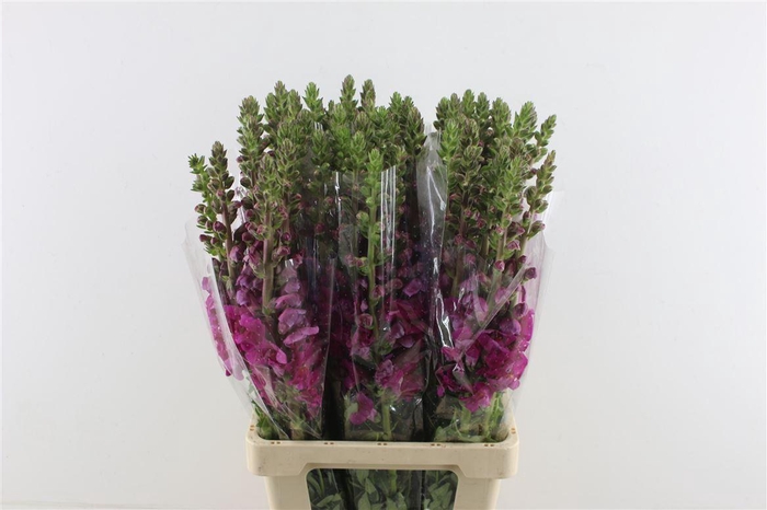 <h4>Antir Poto Red</h4>