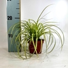 Carex Evercolor Eversheen