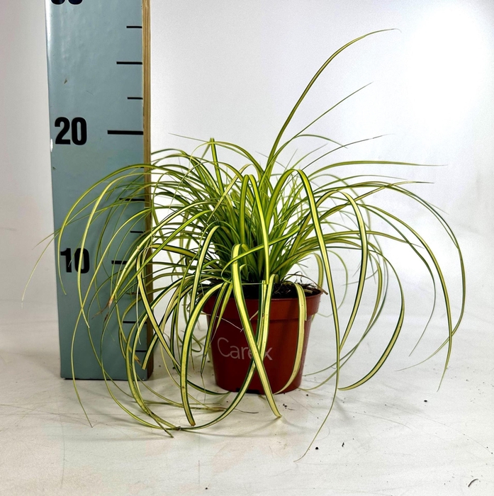Carex Evercolor Eversheen