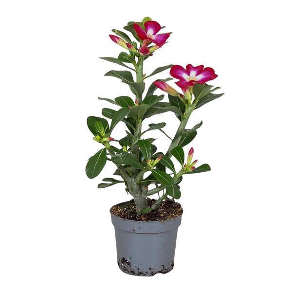<h4>Adenium Obesum Rood 13cm</h4>