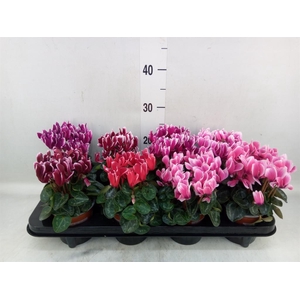 Cyclamen KL 'Metis Fantasia'