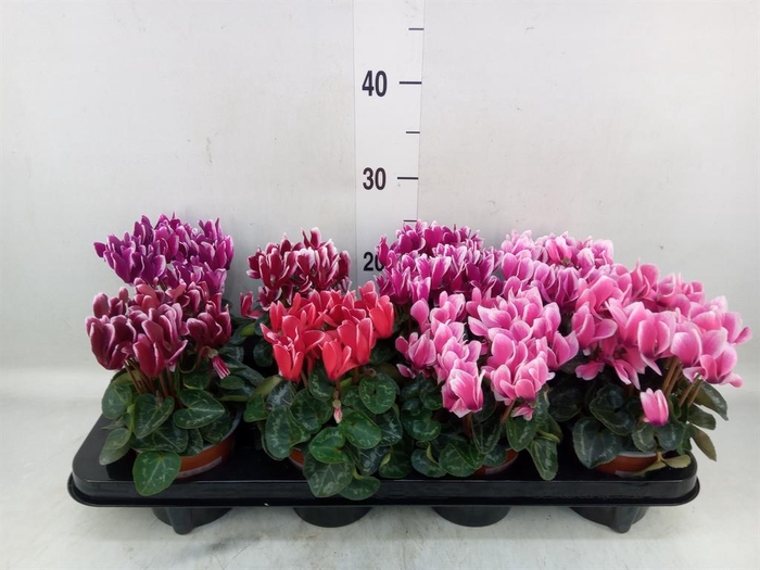 <h4>Cyclamen KL 'Metis Fantasia'</h4>