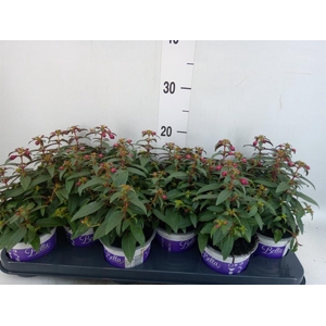 Fuchsia  'Bella Fuchsia Soila'