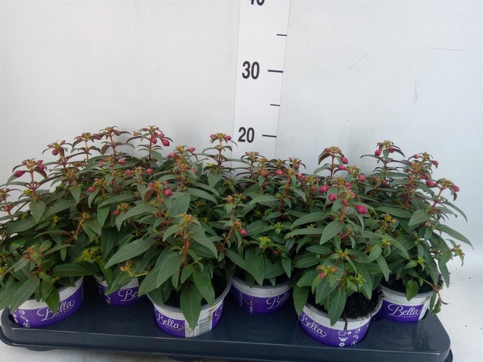 <h4>Fuchsia  'Bella Fuchsia Soila'</h4>