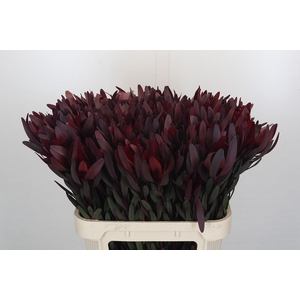 Leucadendron Saf Sunset Dark R.