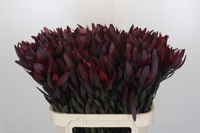 <h4>Leucadendron Saf Sunset Dark R.</h4>