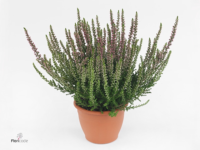 Calluna vulg. 'Beauty L Siska'