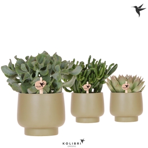 Kolibri Greens Succulenten mix in Scandic pot green