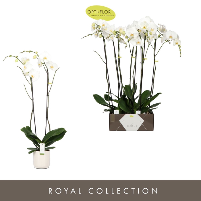 <h4>Phalaenopsis wit meer takken</h4>