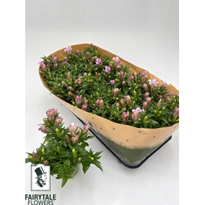 GENT R D PINK STAR