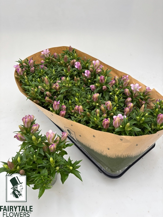 <h4>GENT R D PINK STAR</h4>
