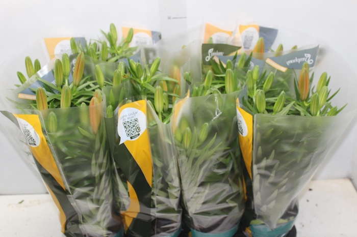 <h4>LIRIO P15 LARANJA</h4>