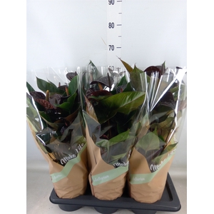 Anthurium andr. 'Beauty Black'