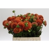 Dahlia (Ball Grp) 'Cornel Bronze'