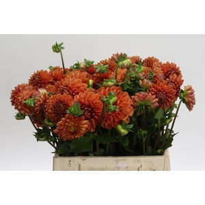 Dahlia (Ball Grp) 'Cornel Bronze'