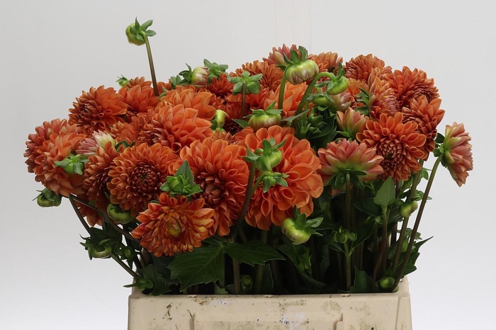 <h4>Dahlia (Ball Grp) 'Cornel Bronze'</h4>
