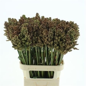 SORGHUM ZEBRA COMPAC