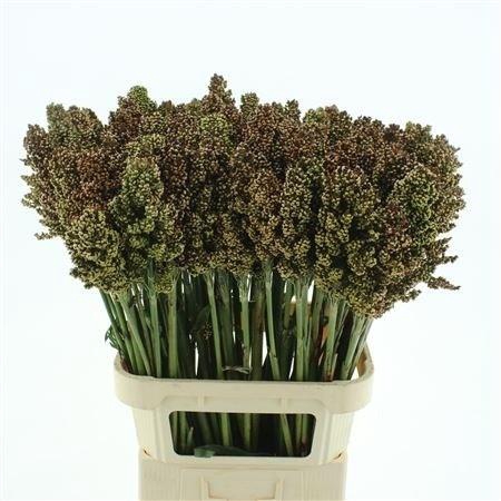 <h4>SORGHUM ZEBRA COMPAC</h4>