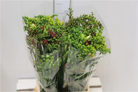 <h4>Fr En Gem Mixed Single</h4>