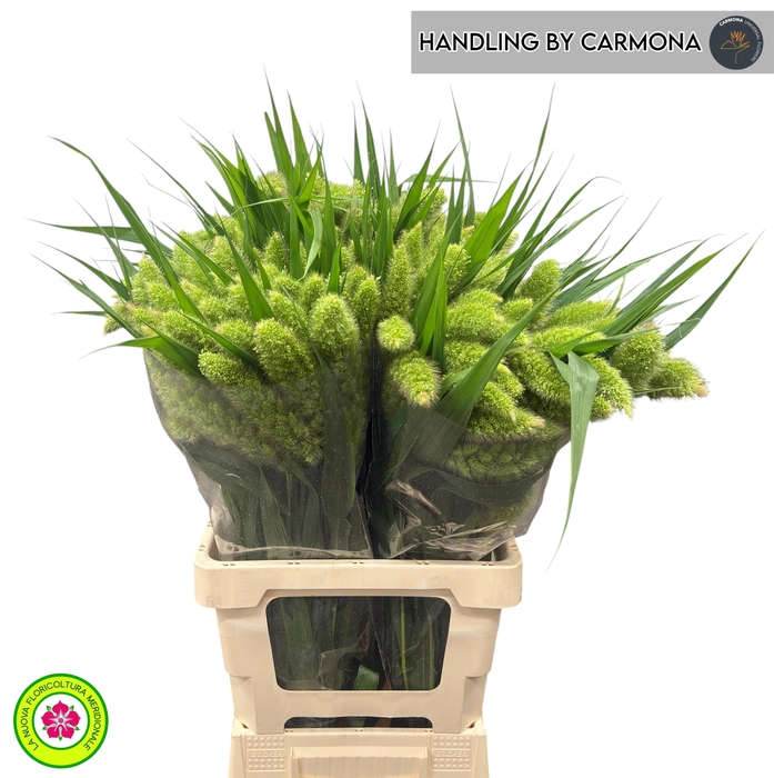 <h4>SETARIA ITALICA</h4>