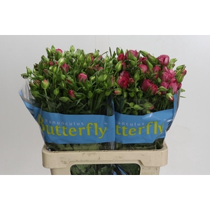 Ranunculus Butterfly Lycia