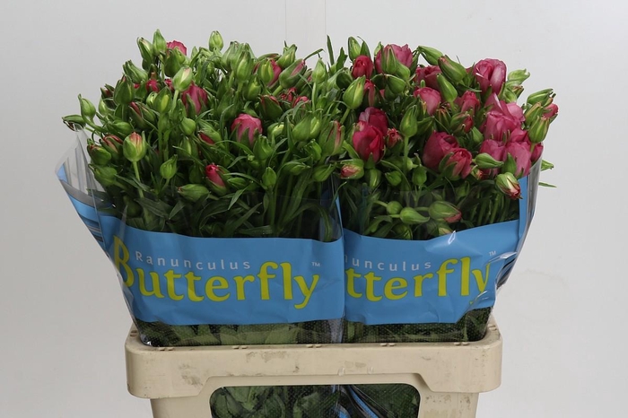 <h4>Ranunculus Butterfly Lycia</h4>