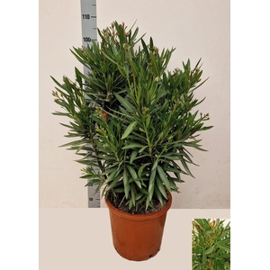 NERI OLEANDER